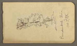 Dessin, pin, 1878 - Frederic Edwin Church