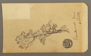 Dessin, Pine Tree, 3 octobre 1878 - Frederic Edwin Church