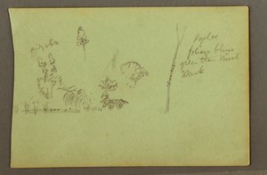 Dessin, études de plantes, peut-être 1856
