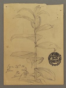Dessin, étude de plantes, 26 juin 1856 - Frederic Edwin Church