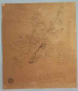 Dessin, Arbre rugueux à la Banque canadienne en bas des chutes du Niagara, septembre 1856 - Frederic Edwin Church