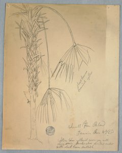 Dessin, petit palmier à éventail, Jamaïque, 14 juin 1865