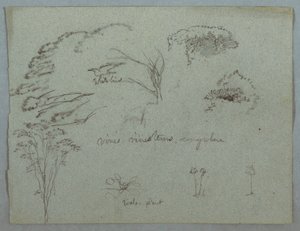 Dessin, Études du Rio Magdalena, Colombie :  Cimes d