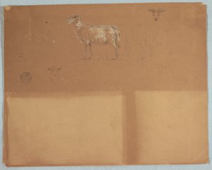 Dessin, études de moutons, Équateur ou Colombie, 1853