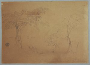 Dessin, Étude de deux arbres et de trois plantes, près de Jorje, Équateur, 23 juillet 1857 - Frederic Edwin Church