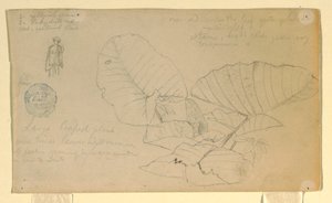Dessin, Étude d