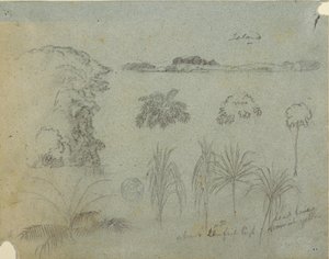Dessin, Étude avec des cimes d