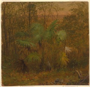 Dessin, Thatch Palm, Jamaïque, mai 1865 - Frederic Edwin Church