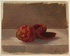 Dessin, le fruit Pitajaya, Colombie, juin 1853 - Frederic Edwin Church