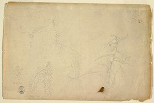 Dessin, Épines et chardons, juillet 1844 - Frederic Edwin Church