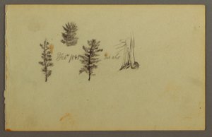 Dessin, Trois arbres à feuilles persistantes, 1845 - Frederic Edwin Church