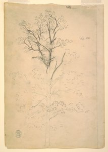 Dessin, arbre, septembre 1844 - Frederic Edwin Church