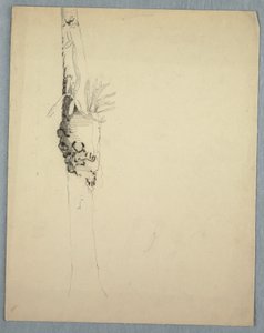 Dessin, tronc d