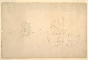 Dessin, Arbre et tronc d