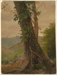 Dessin, arbre avec des vignes, Jamaïque, Antilles, mai 1865 - Frederic Edwin Church