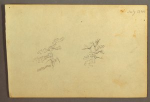 Dessin, Arbres, juillet 1844 - Frederic Edwin Church