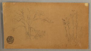 Dessin, Arbres et plantes, Elecampene, septembre 1856