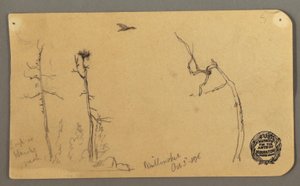 Dessin, arbres, oiseau volant, 1877 - Frederic Edwin Church
