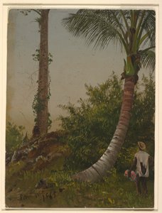 Dessin, arbres en Jamaïque, Antilles, 1865 - Frederic Edwin Church