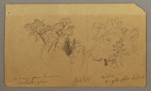 Dessin, Deux études d