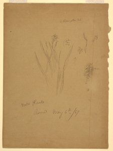 Dessin, Plantes aquatiques, Rome Italie - Frederic Edwin Church