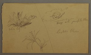 Dessin, Lis blanc, lune, peut-être 1865-66 - Frederic Edwin Church