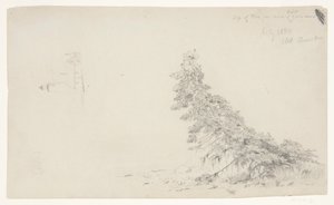 Arbre à feuilles persistantes près du rivage avec un détail du phare et d