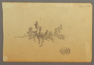Arbre à feuilles persistantes - Frederic Edwin Church