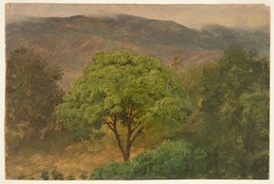Arbre de genip dans les montagnes, Jamaïque
