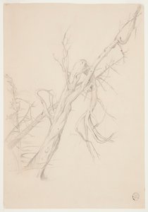 Arbre mort noueux