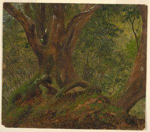 Dans les bois, Jamaïque - Frederic Edwin Church