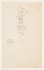 Feuilles et tige d
