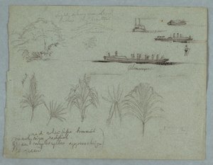 Croquis du Rio Magdalena, Colombie : Plantes, vapeur et un champan - Frederic Edwin Church