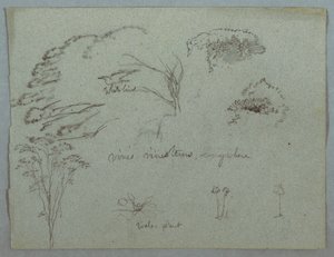 Études de la rivière Magdalena, Colombie : Cimes des arbres, oiseau blanc volant, vignes et trois plantes à fleurs - Frederic Edwin Church