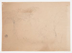 Étude de deux arbres et trois plantes, près de Jorje, Équateur - Frederic Edwin Church