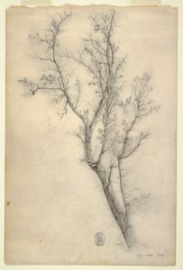 Arbre avec de nombreuses branches
