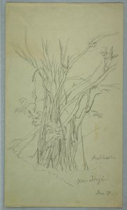 Arbre avec de nombreux troncs séparés près de Jorje, Équateur - Frederic Edwin Church