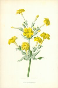 Primevère abyssinienne