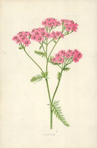 Achillée - Frederick Edward Hulme