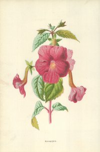 Achimènes