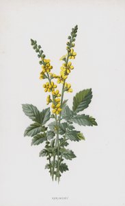 Aigremoine - Frederick Edward Hulme