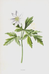 Anémone (chromolithographie) - Frederick Edward Hulme