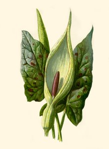 Arum ou Gouet, 1877