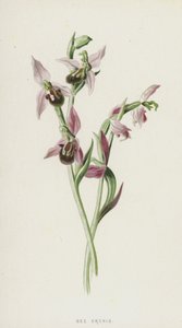 Ophrys abeille