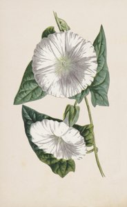Liseron - Frederick Edward Hulme