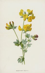 Lotier corniculé - Frederick Edward Hulme