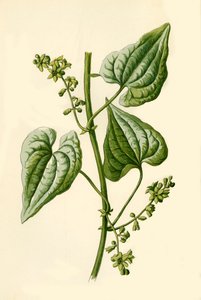 Bryone noire, 1877