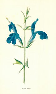 Sauge bleue