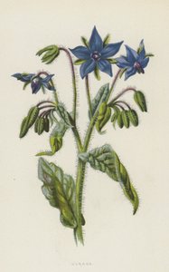 Bourrache
