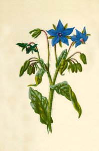Bourrache, 1877
